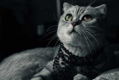 weird  couture images  fashion  cats ready   close