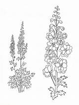 Larkspur Flower Coloring Pages Drawing Flowers Tattoo July Drawings Printable Birth Delphinium Line Draw Gladiolus Month Tattoos Board Mycoloring Designlooter sketch template