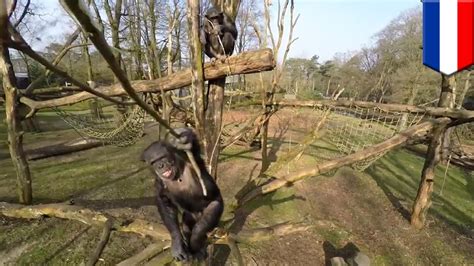 chimpanzee attacks drone chimp knocks drone    sky   big stick youtube