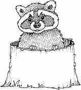 Raccoon Coloring Pages Cute Dragons Tacos Sheet Drawing Template Clipart Clip Stump Tree Raccoons Library Getdrawings Popular sketch template