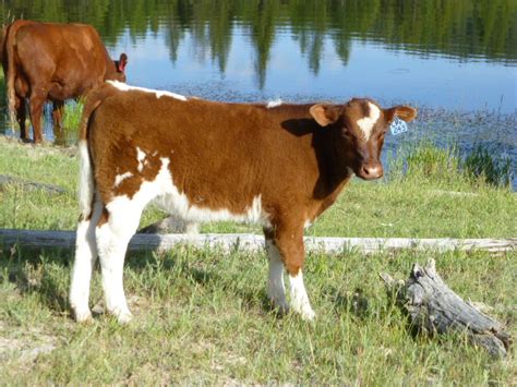 Lost Prairie Farm Llc Bulls For Sale Registered