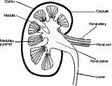 Kidney Drawing Diagram Nephrotoxicity Chapter Getdrawings Engineering360 Figure sketch template