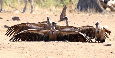 white backed vultures birdlife ethekwini kzn