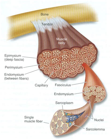 diagram  muscle tissue  love       strong