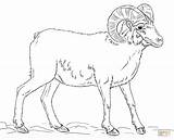 Sheep Bighorn Coloring Outline Desert Pages Drawings Printable Kids Animals Drawing Rocky Mountains Popular sketch template