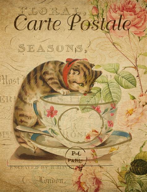Vintage Cat Postcard Daily Sex Book
