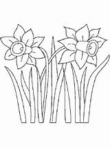 Daffodil Coloring Flower Pages Printable Getcolorings Print Color sketch template