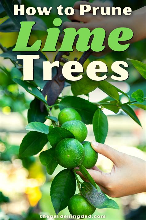 How To Grow Lime Trees In Pots 10 Easy Tips – Artofit