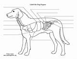 Dog Anatomy Organs Abdominal Thoracic Labeling Exploringnature Animal Printing Resolution Pdf High Line sketch template