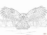 Owl Coloring Flying Pages Great Horned Grey Realistic Gray Printable Color Practical Drawing Getcolorings Drawings Comments Horn Skip Main Coloringhome sketch template