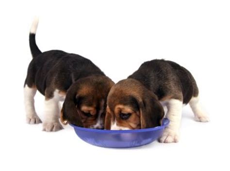 miniature beagles pocket teacup baby beagle puppies pictures pet