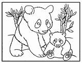 Panda Baby Color Print Coloring Bear Pages Printable Momma Colour Little Template Cute Ones Top sketch template