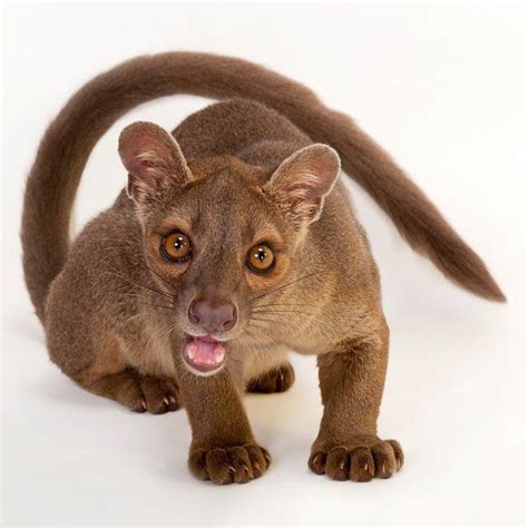 79 Best Images About Fossa Cryptoprocta Ferox On