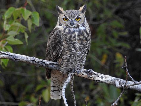 horned owl craibasalgovbr