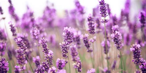 surprising beauty benefits  lavender huffpost