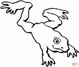 Frog Anfibi Rana Disegno Dwarfs Stampare Colorear Ranocchia Jumping Clipartbest Sapos Ranas Chachipedia Clipartmag sketch template