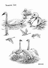 Swans Coloring Swan Printable Large sketch template