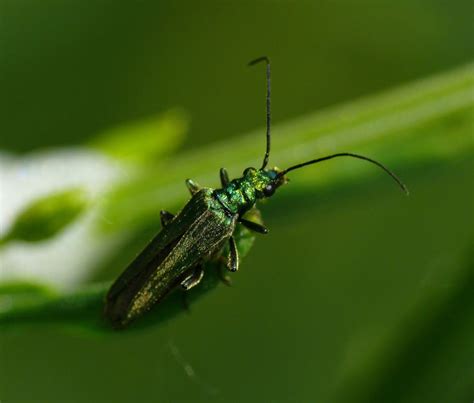 what the words “spanish fly” mean spanish fly flies