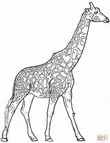 Coloring Giraffe Pages Realistic Giraffes Printable Drawing Animals Outline Print Color Sheet Looking Template Getdrawings Kids Children Sketch Search sketch template