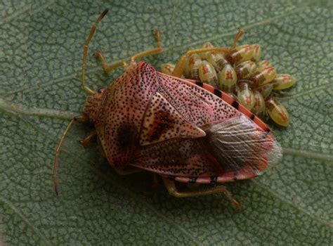 acanthosomatidae elasmucha grisea parent bug  nymp flickr