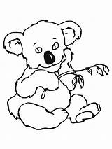 Koala Kolorowanki Dzieci Malvorlage Coloringhome Kidsuki sketch template