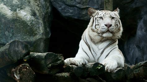 big white tiger hd laptop hd hd  wallpapersimages