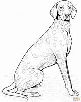 Coloring Weimaraner Pages Dogs Realistic Dog Puppy Drawing Printable Gif Drawings Kids Real sketch template
