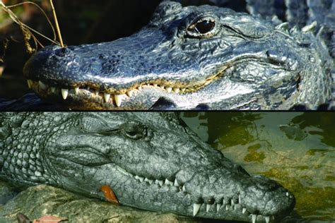 alligators  crocodiles  orleans kayak swamp tours