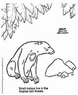 Coloring Wild Pages Animal Bear Kids Honkingdonkey sketch template