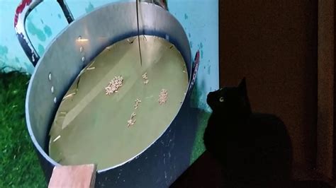 kat kijkt tv youtube