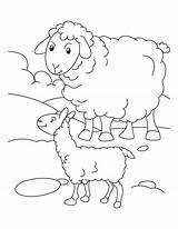 Sheep Coloring Outline Lamb Mother Popular Its sketch template