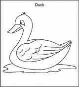 Coloring Duck Pages Book Printable Color Kids Print Animal Ws Colorings sketch template