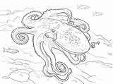 Octopus Polipo Pulpo Curled Coloriage Supercoloring Marins Pulpos sketch template