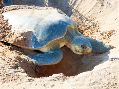 nesting flatback turtle  sail darwin