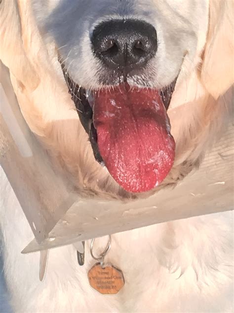 dark red tongue golden retriever dog forums