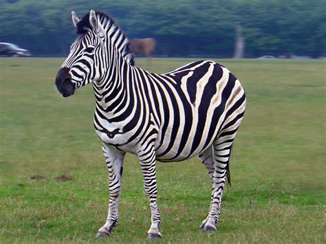 futebol nostálgico a origem da expressão deu zebra