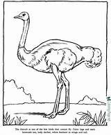 Coloring Zoo Printable Pages Ostrich Color sketch template