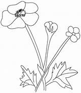 Coloring Buttercup Pages Flowers Kids Coloringhome sketch template