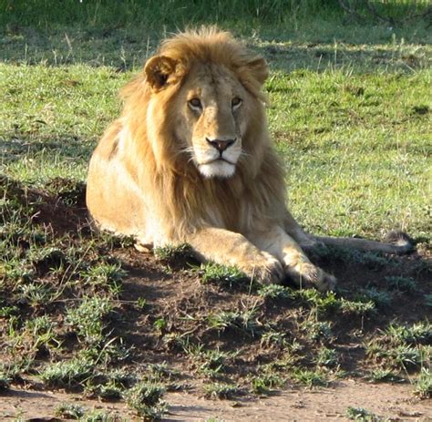 kenia typisches rekordverdächtiges skurriles welt