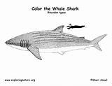 Whale Coloring Shark Sharks Exploringnature sketch template