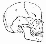 Skull Bones Flashcards Anatomy Identify Bone Proprofs Number Choose Board sketch template
