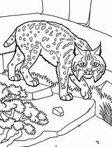 Coloring Bobcat Pages Pet House Getcolorings sketch template