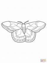 Moth Mariposa Seda Supercoloring Rothschilds Mariposas sketch template