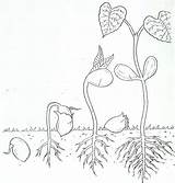 Preschool Stages Seedlings Germination Cycles Sketchite Mcenareebi Coloringhome Biologie Pflanzen sketch template