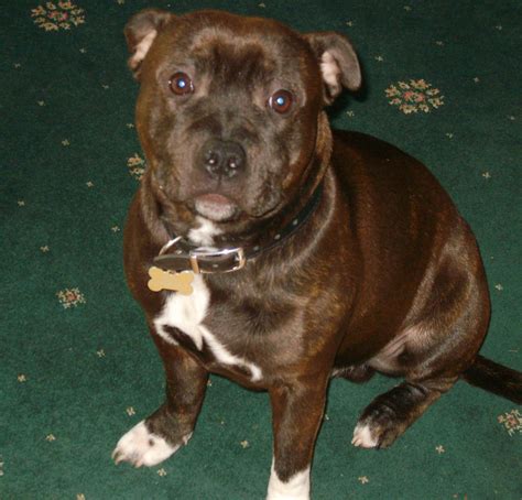 staffordshire bull terrier dog picture  pet gallery
