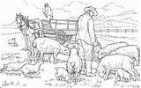 Farm Sheeps Heeding Doghousemusic sketch template