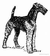 Airedale Terrier Drawing Getdrawings sketch template