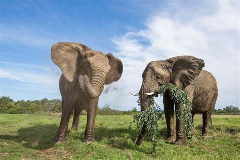 enamorate de el elefante rhino africa blog