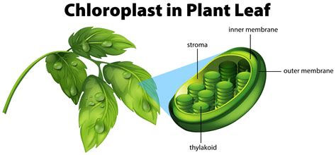 plant cell chloroplast structure  function cell biologyorganelleschloroplasts wikibooks