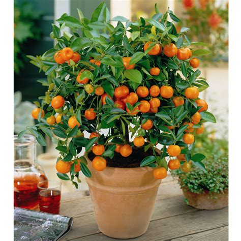grow orange trees  pots plant instructions